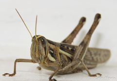 Schistocerca cancellata