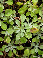 Antennaria plantaginifolia