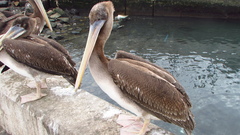 Pelecanus thagus