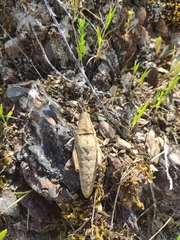 Ocnerodes prosternalis