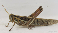 Schistocerca cancellata
