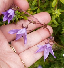 Campanula poscharskyana