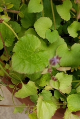 Campanula poscharskyana