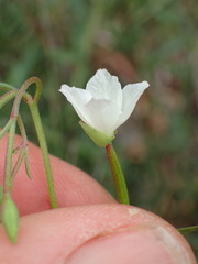 Clarkia epilobioides