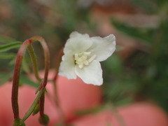 Clarkia epilobioides