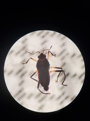 Microvelia pulchella