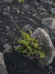 Lavandula rotundifolia