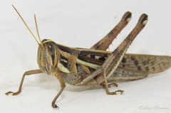 Schistocerca cancellata