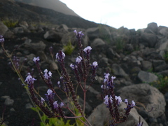 Lavandula rotundifolia