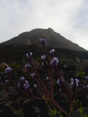 Lavandula rotundifolia