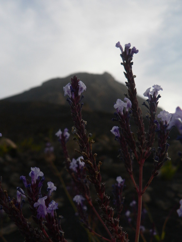 Image of Lavandula rotundifolia by (c) Yves Bas, some rights reserved (CC BY)