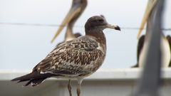 Larus belcheri