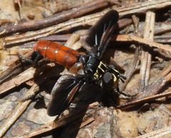 Trichopoda lanipes