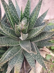 × Gasteraloe