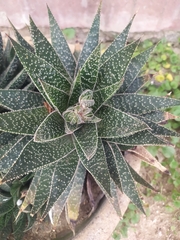 × Gasteraloe