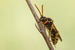 Nomada