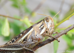 Schistocerca cancellata