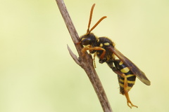 Nomada