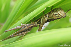 Schistocerca cancellata