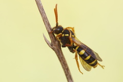 Nomada