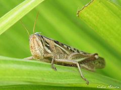 Schistocerca cancellata
