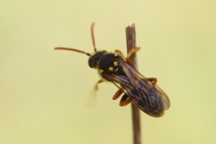 Nomada