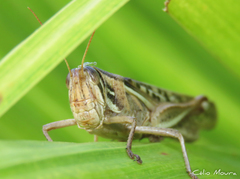 Schistocerca cancellata