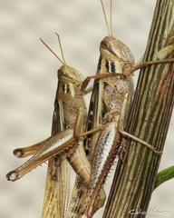 Schistocerca cancellata