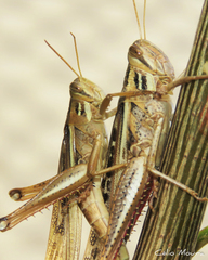 Schistocerca cancellata