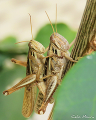 Schistocerca cancellata