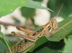 Schistocerca cancellata