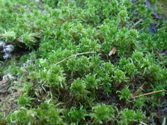 Sphagnum mendocinum