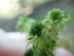 Sphagnum mendocinum