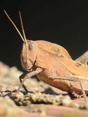 Xyleus discoideus discoideus