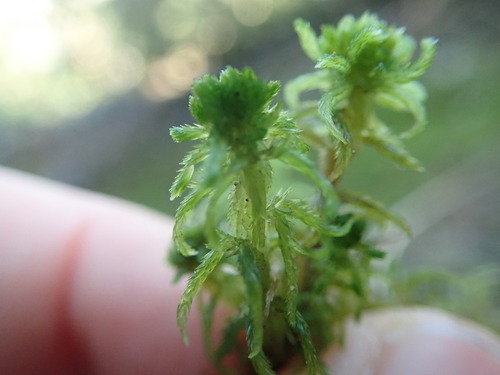 Image of Sphagnum mendocinum by no rights reserved