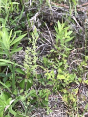 Sphenopholis obtusata