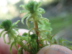 Sphagnum mendocinum