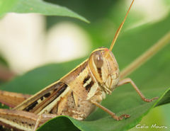 Schistocerca cancellata