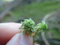 Sphagnum mendocinum