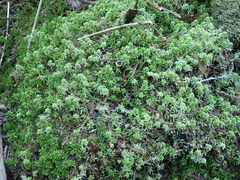 Sphagnum mendocinum