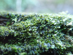 Riccardia chamedryfolia