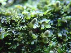 Riccardia chamedryfolia