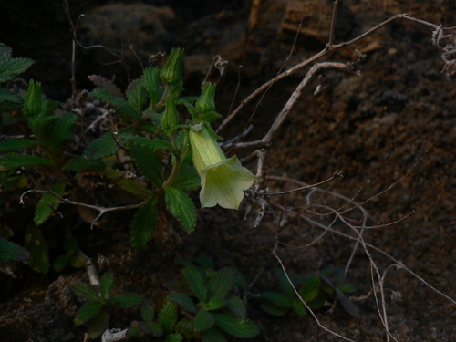 Cape Verde White Bellflower (Campanula bravensis)