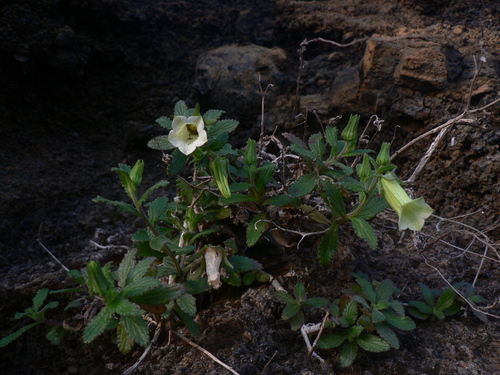 Image of Campanula bravensis by (c) Yves Bas, some rights reserved (CC BY)
