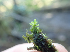 Riccardia chamedryfolia
