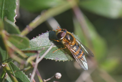 Epistrophe nitidicollis