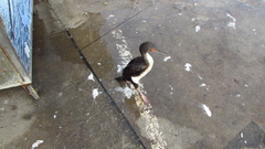 Leucocarbo bougainvillii