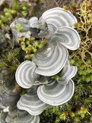 Cora pavonia