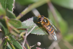 Epistrophe nitidicollis