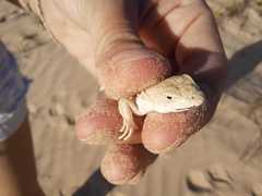 Liolaemus occipitalis